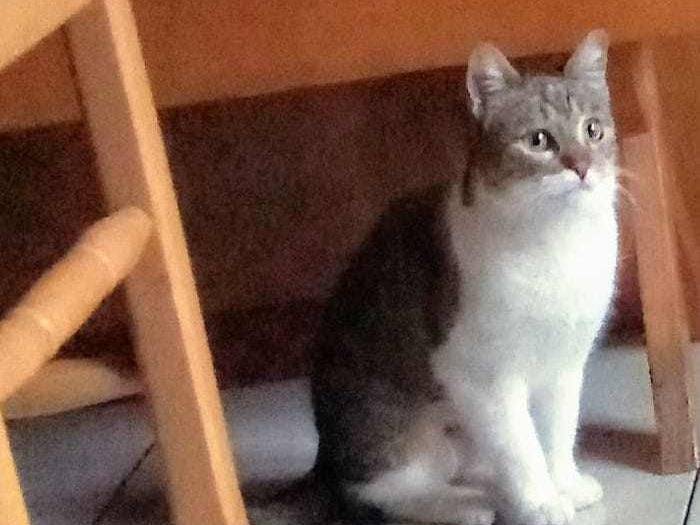 Adotta un gatto, femmina, 8 mesi, Messina