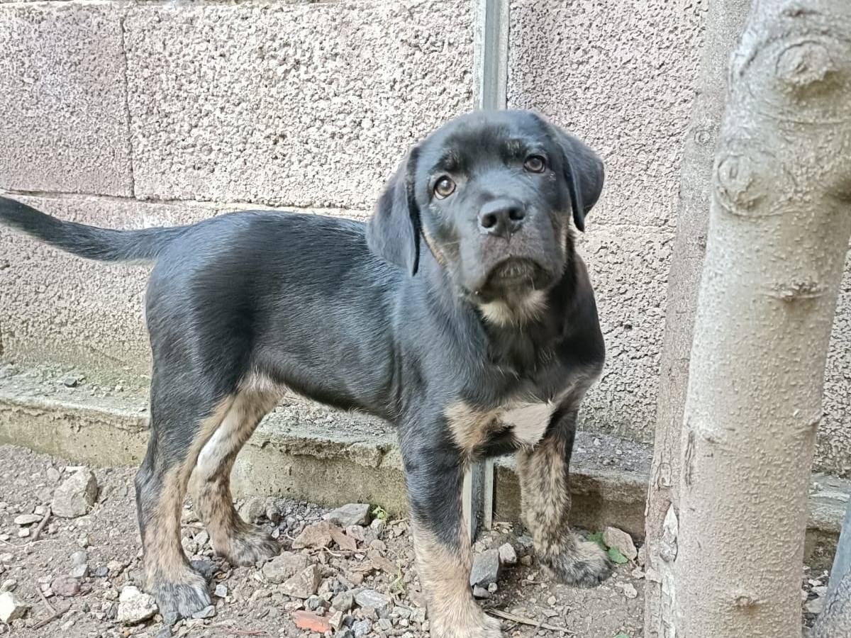 Adotta il cane Miguel a Sassari