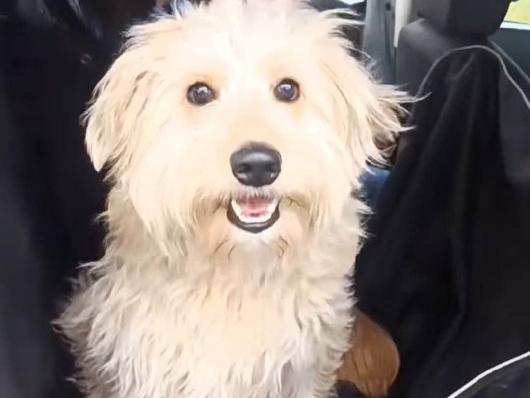 Adotta un cane, femmina, 10 mesi, Bari