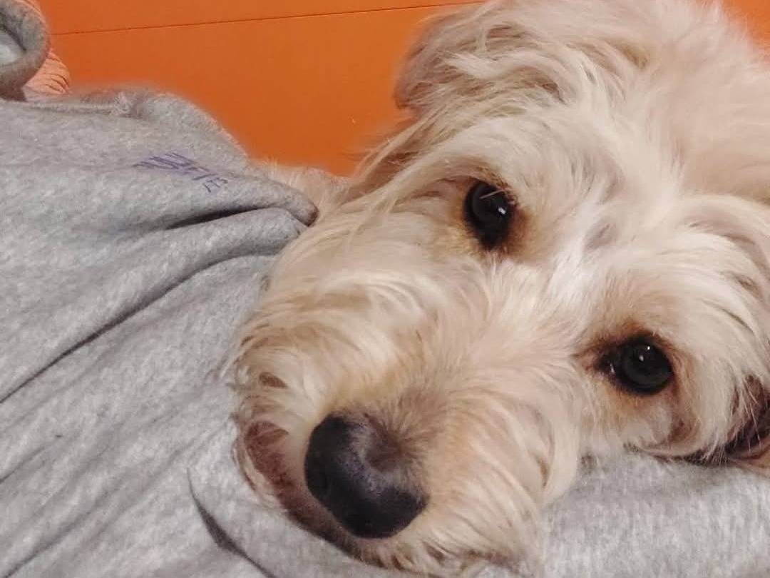 Adotta un cane, taglia media contenuta, femmina, Bari
