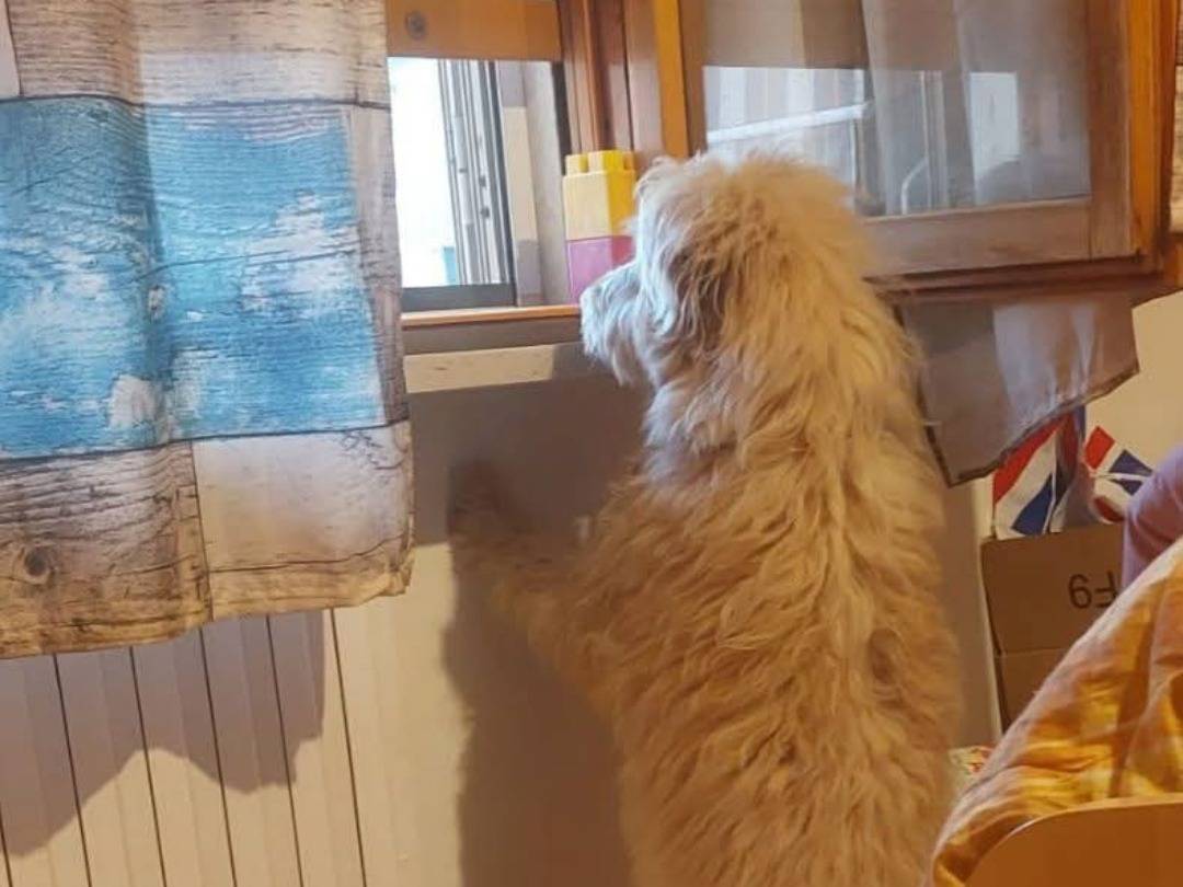 Vuoi adottare un cane a Bari?