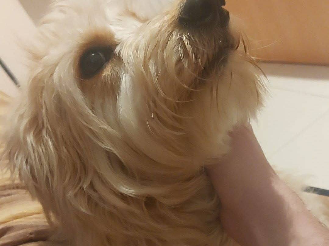 Adotta il cane Lilly a Bari