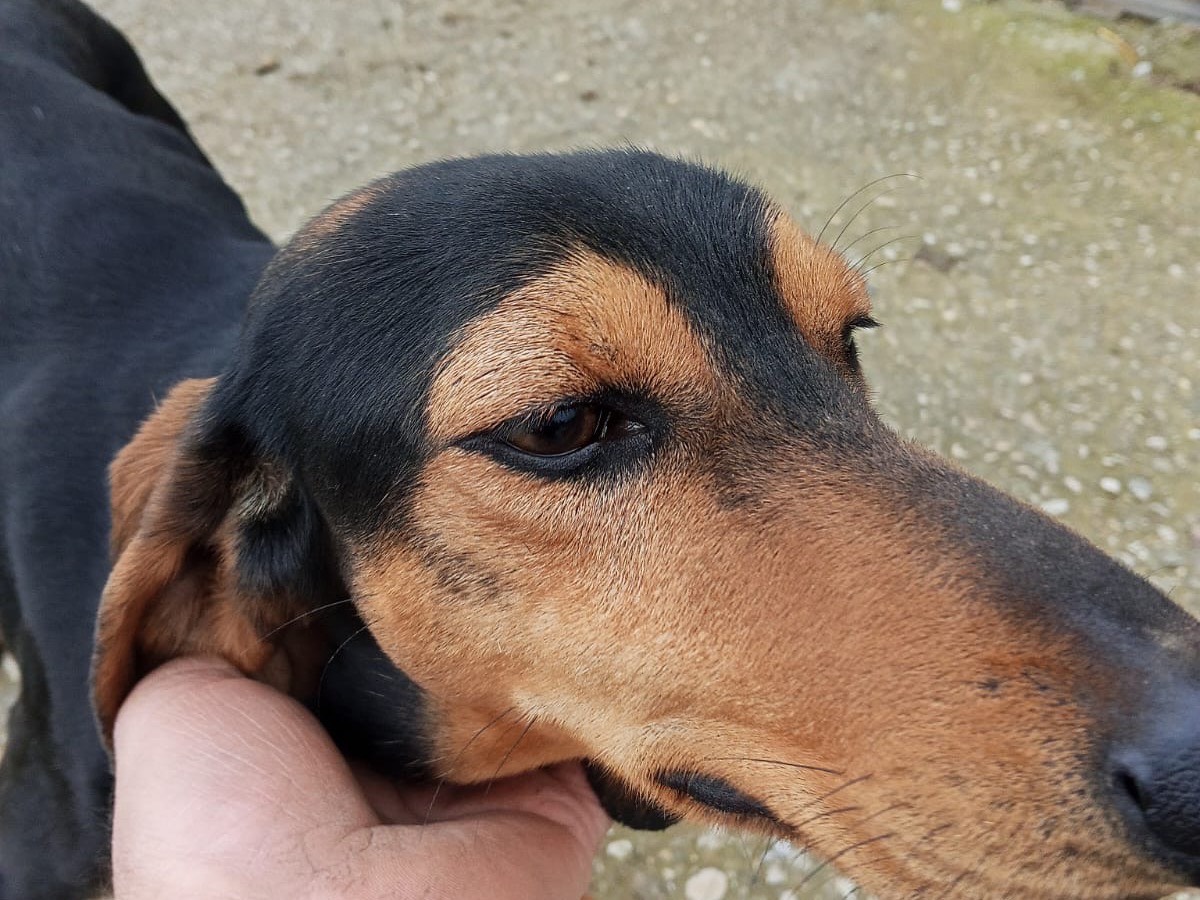 Adotta un cane, maschio, 2 anni , Roma