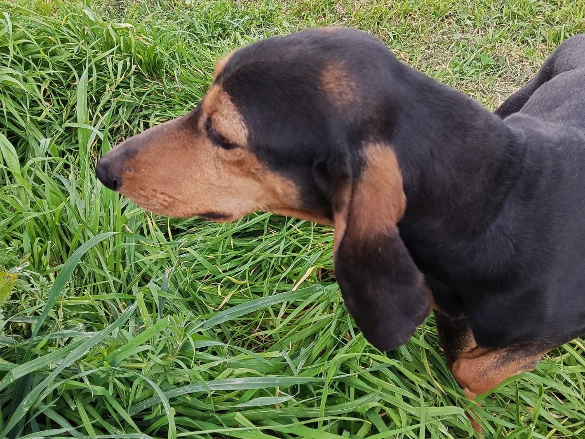Adotta un cane, taglia media contenuta, maschio, Roma