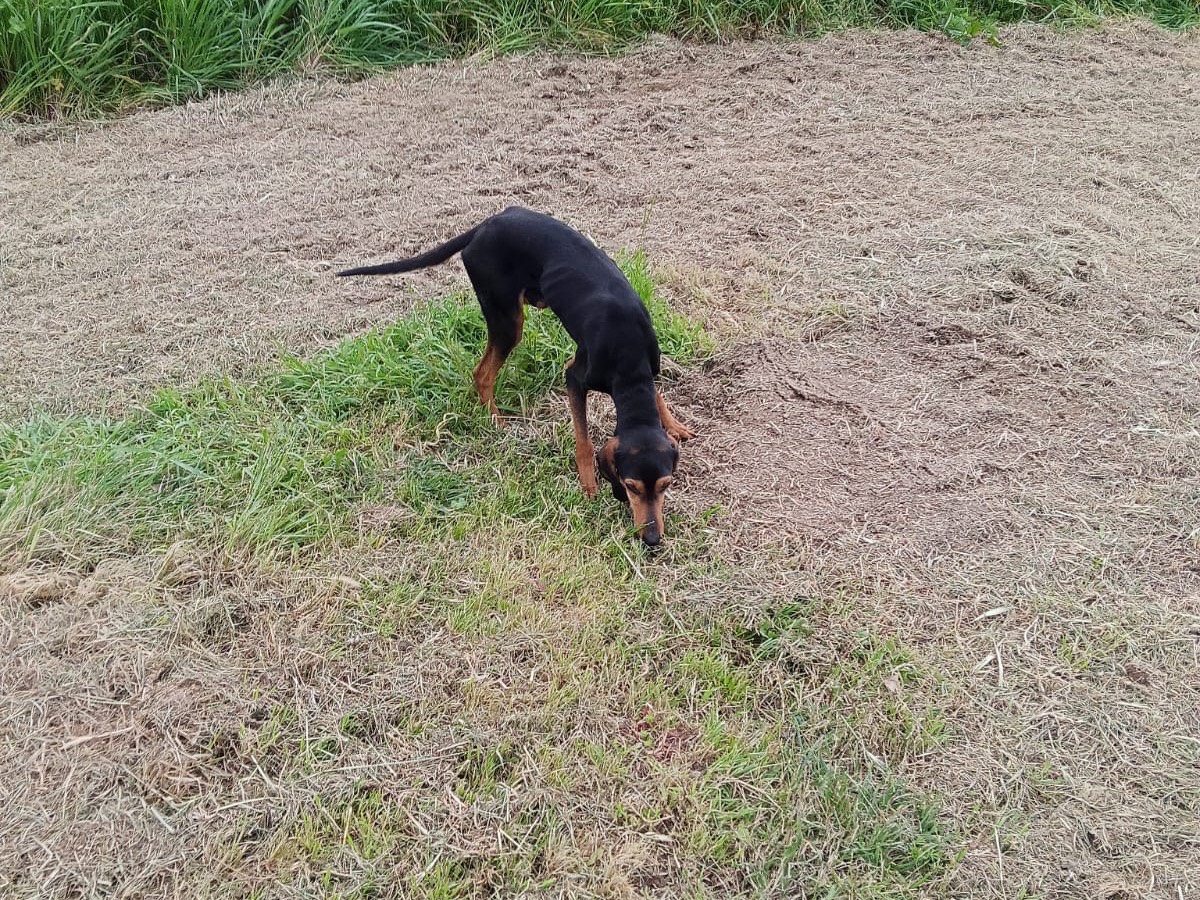 Vuoi adottare un cane a Roma?