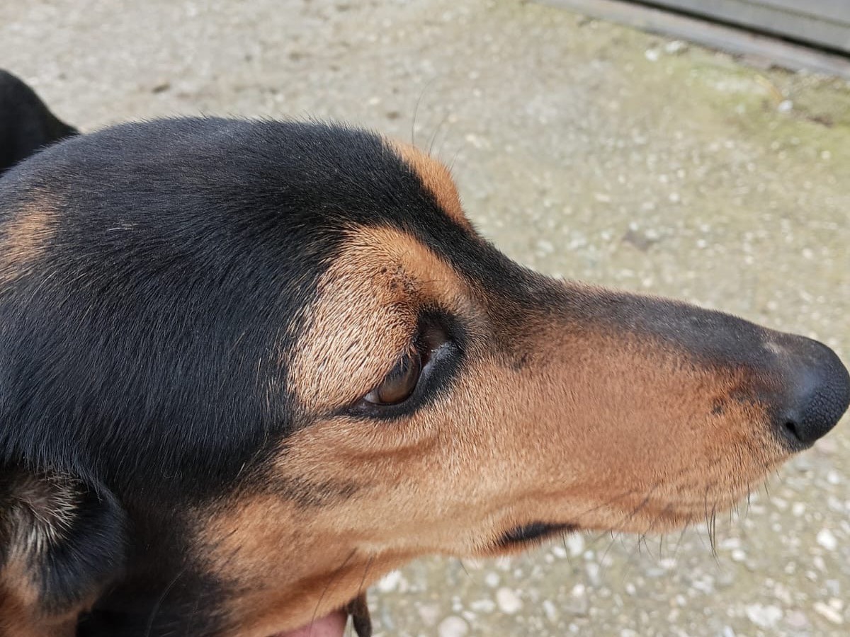 Adotta il cane NINO a Roma
