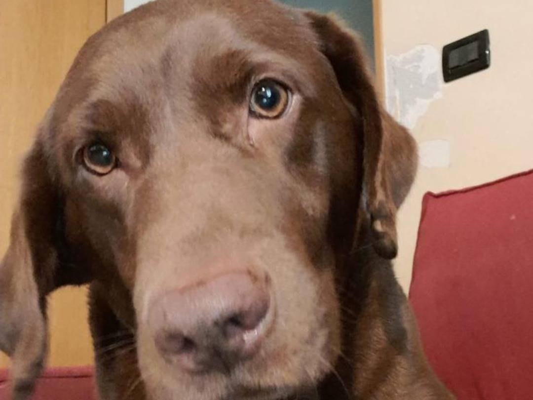 Foto dell'animale
