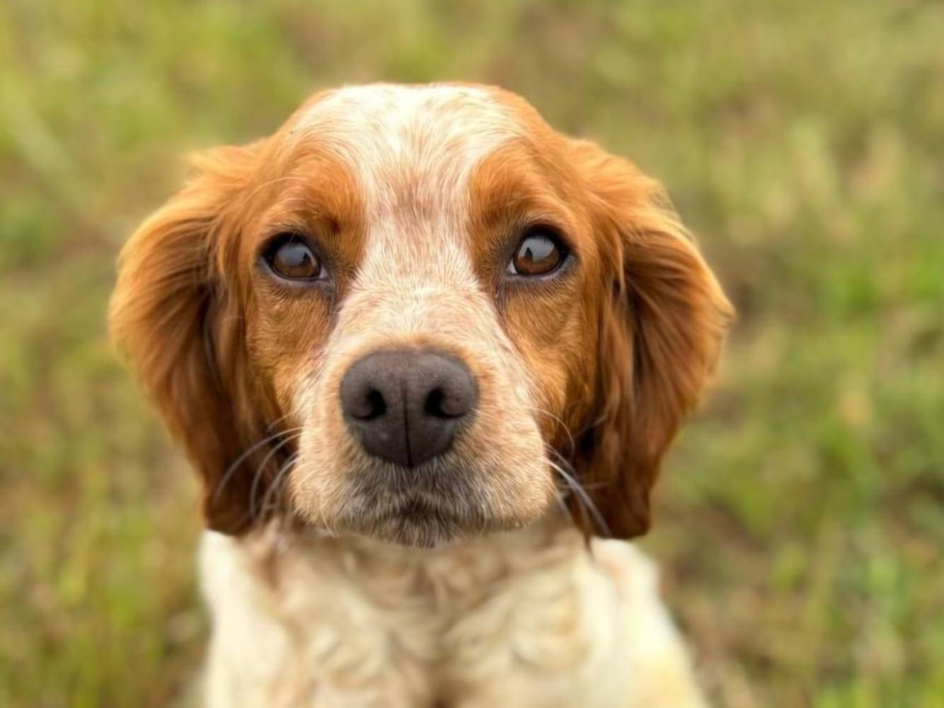 Adozione cane, femmina, Breton Razza sconosciuta, 2 anni  e 1 mese, taglia media contenuta, Latina