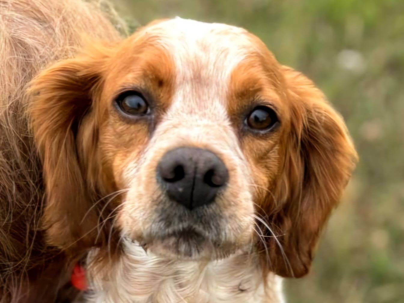 Vuoi adottare un cane a Latina?