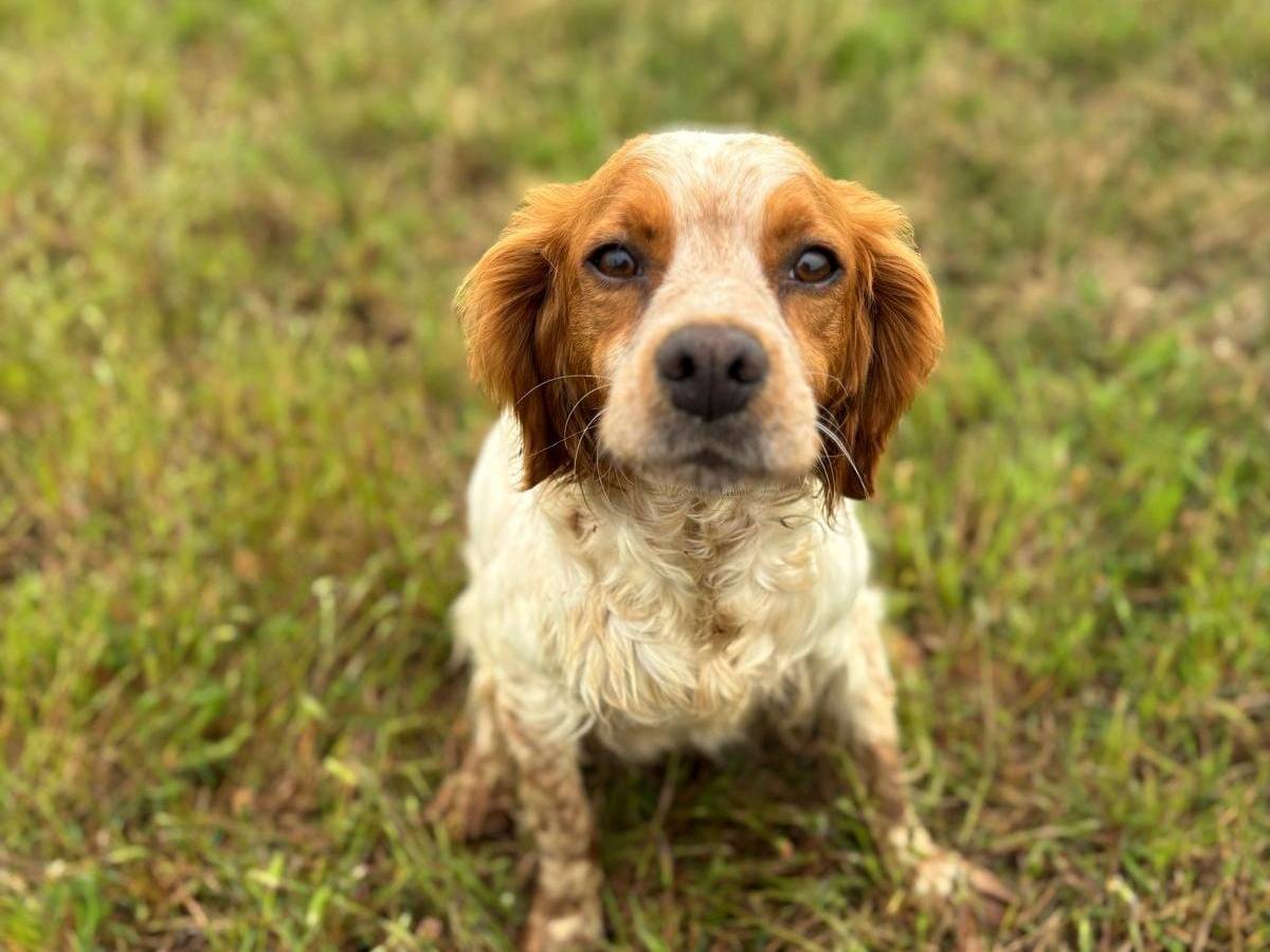 Adotta il cane Sabine a Latina