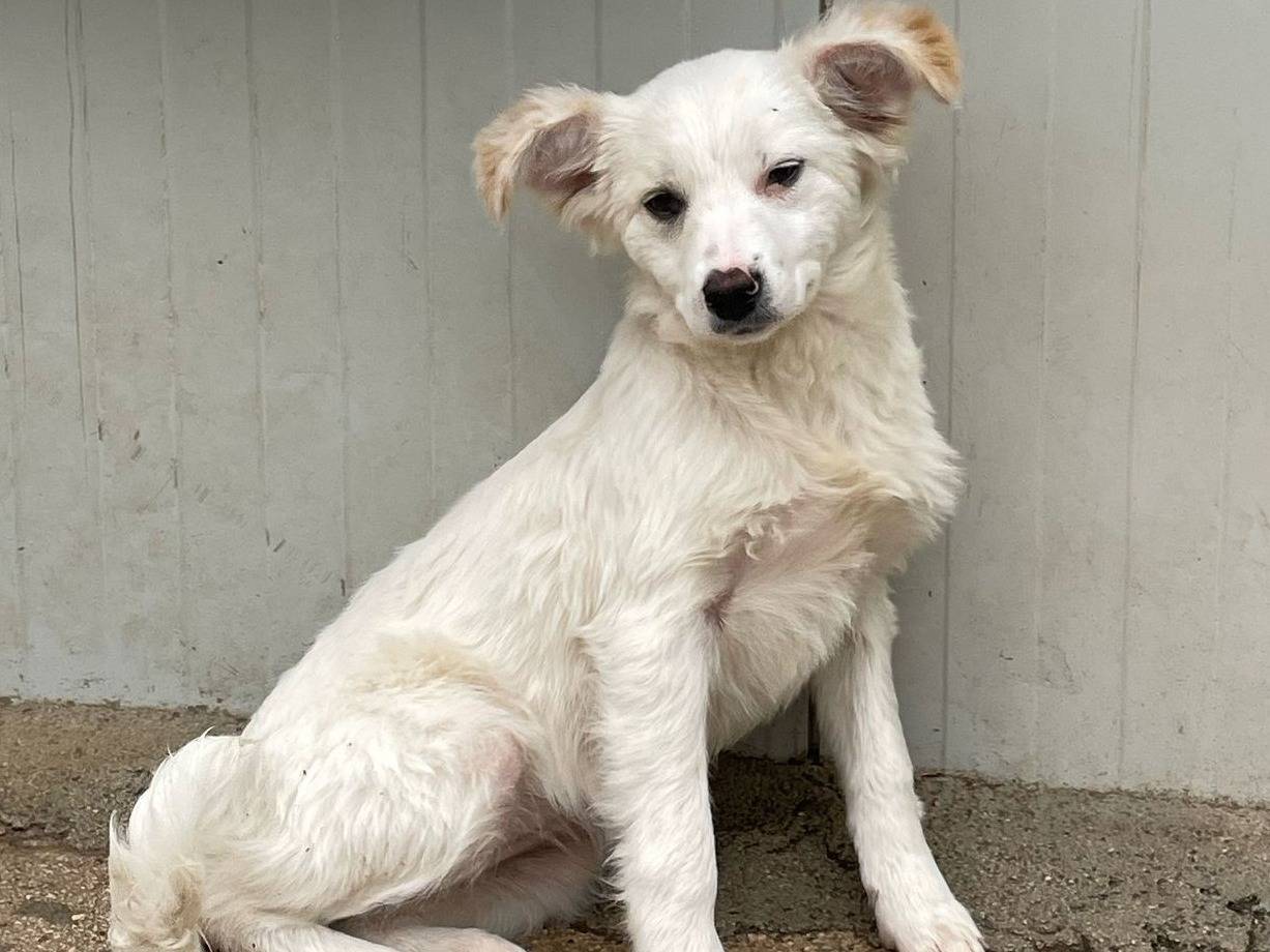 Adozione cane, femmina, Razza sconosciuta Razza sconosciuta, 5 mesi, taglia media contenuta, Frosinone