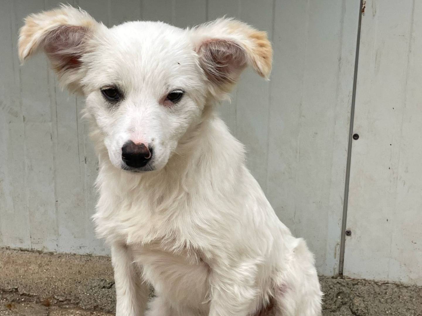 Adotta un cane, femmina, 5 mesi, Frosinone