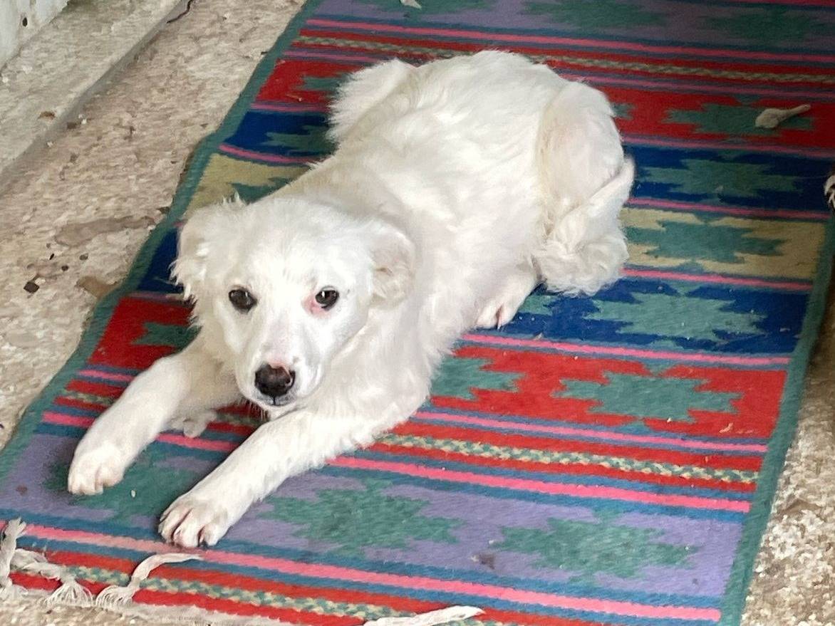 Adotta un cane, taglia media contenuta, femmina, Frosinone