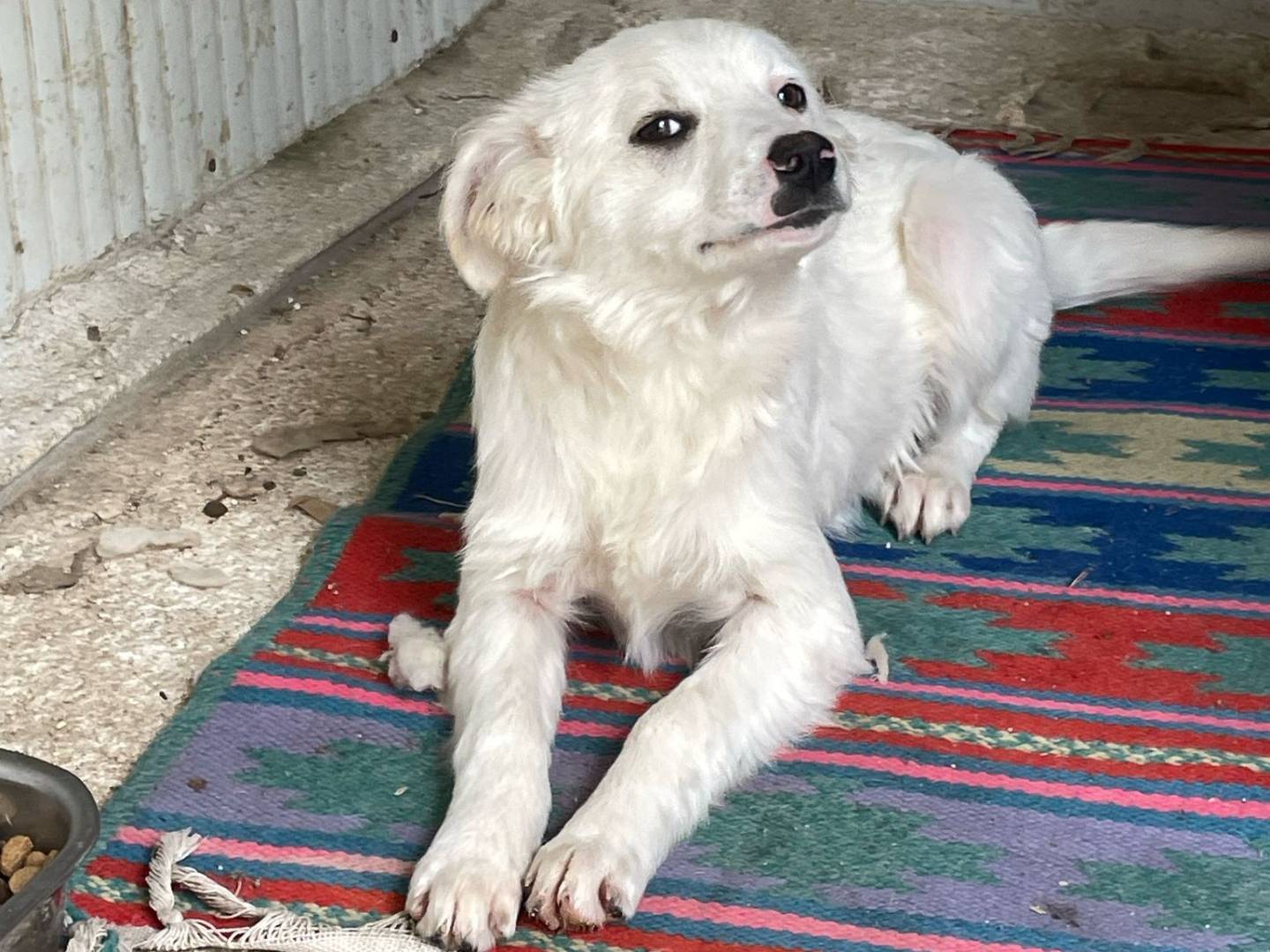 Vuoi adottare un cane a Frosinone?