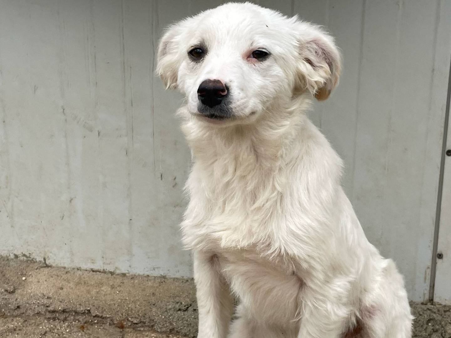Adotta il cane CROSTATINA a Frosinone