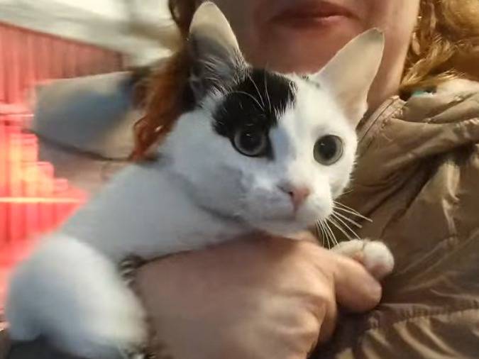Foto dell'animale