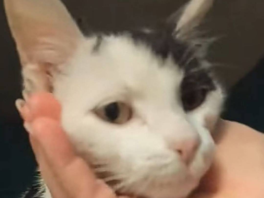 Adotta un gatto, maschio, 8 mesi, Bari