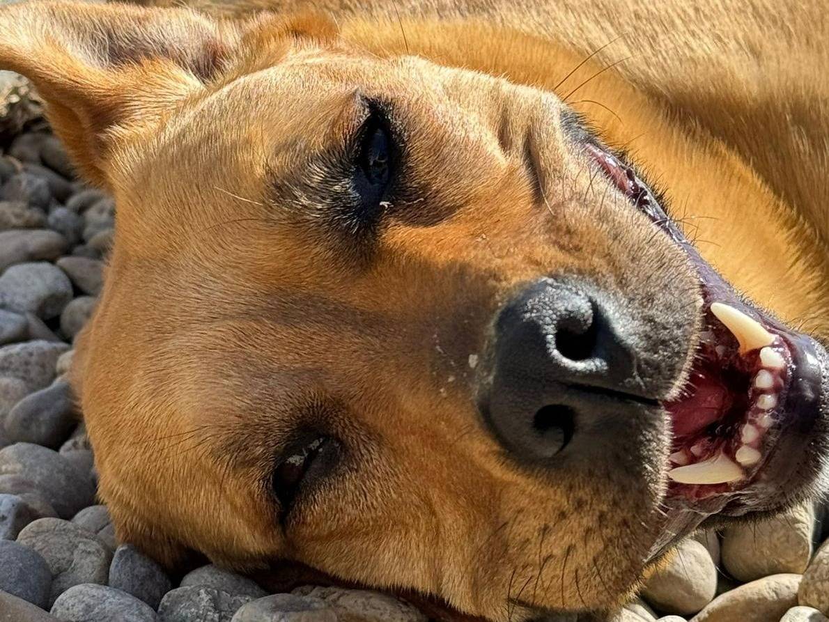 Vuoi adottare un cane a Torino?
