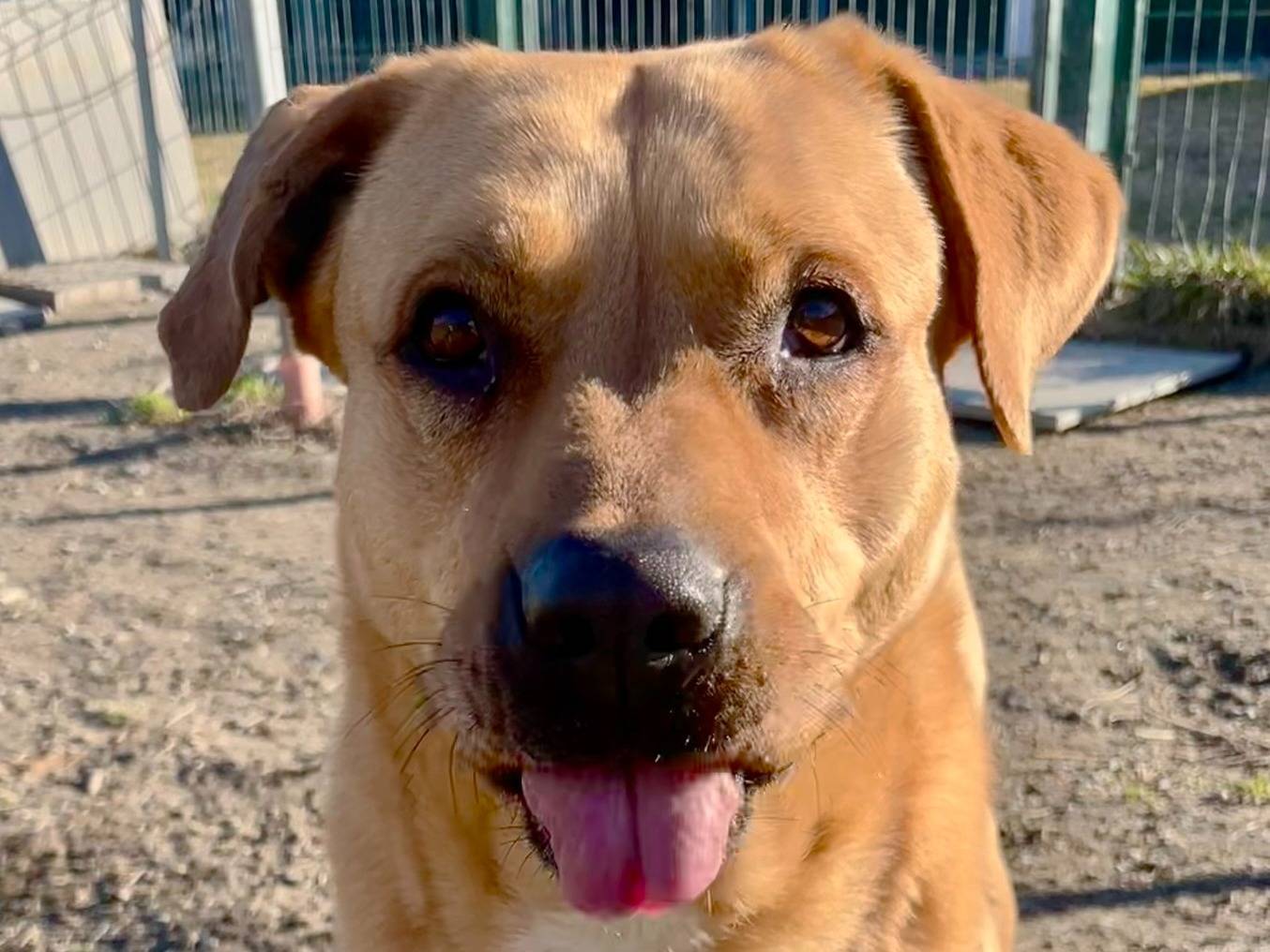 Adotta il cane Jolie a Torino