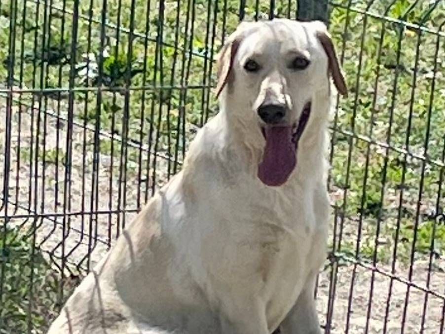 Adotta un cane, maschio, 3 anni  e 3 mesi , Torino