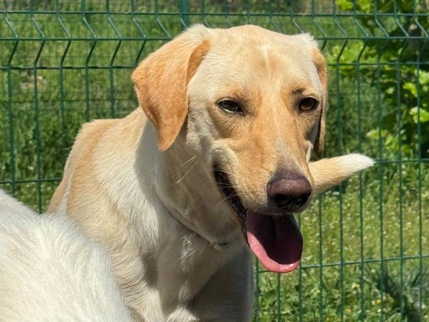 Adotta un cane, taglia media, maschio, Torino