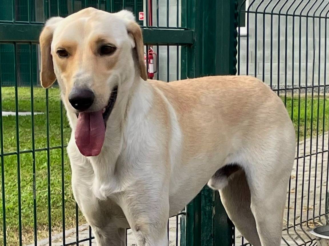 Adotta il cane Lollo a Torino