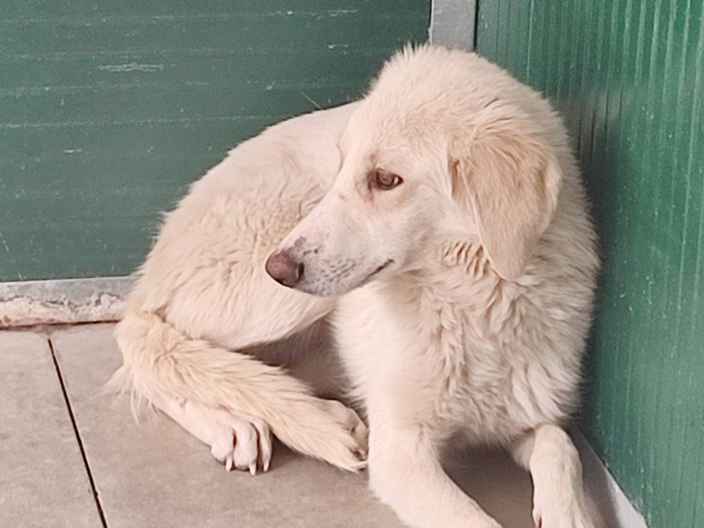 Adotta un cane, femmina, 3 anni  e 1 mese, Torino