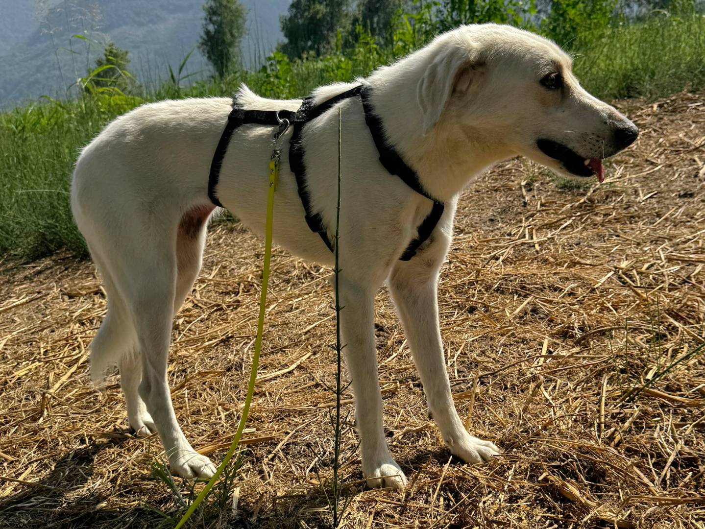 Adotta un cane, taglia media, femmina, Torino