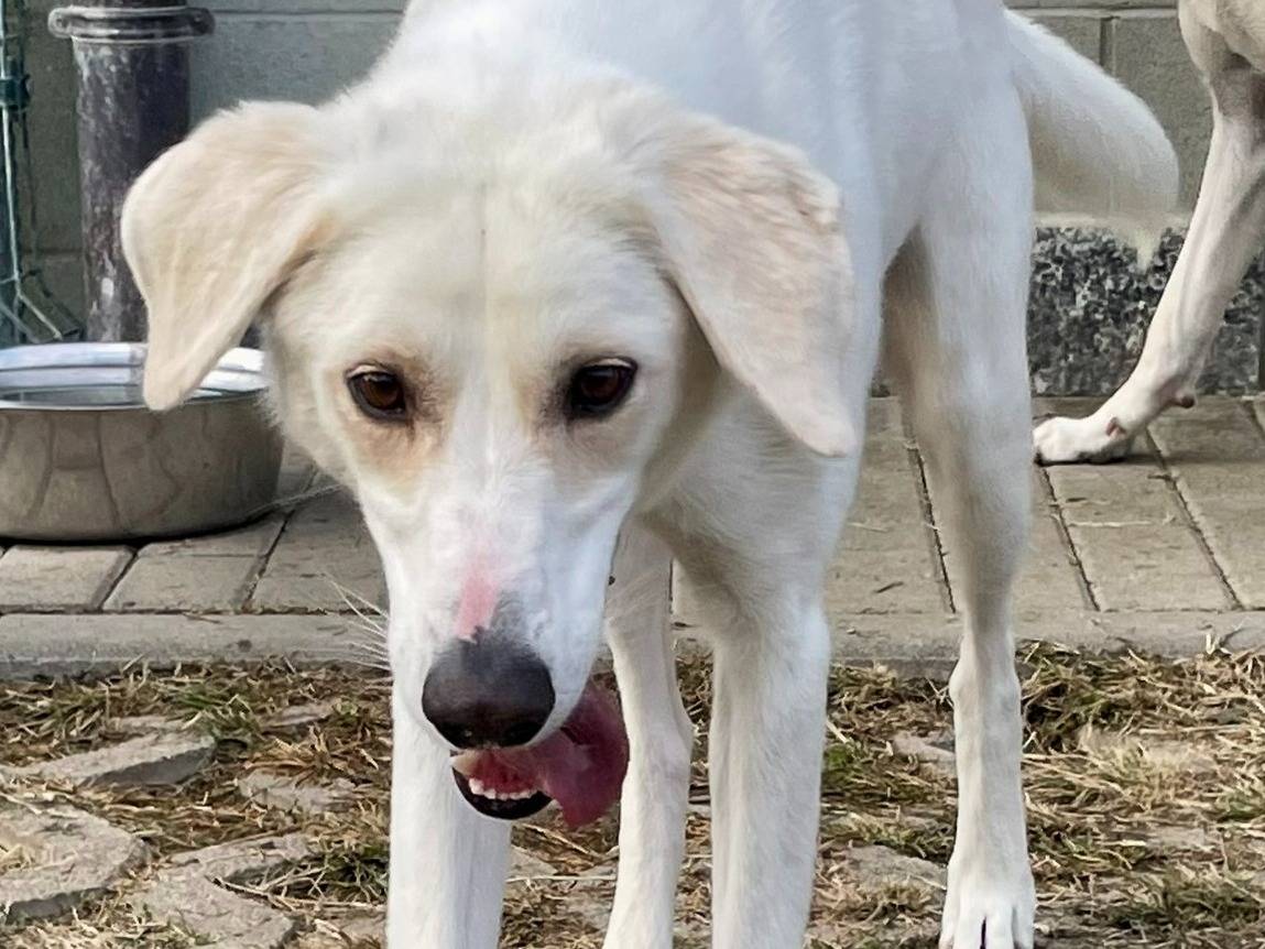 Vuoi adottare un cane a Torino?