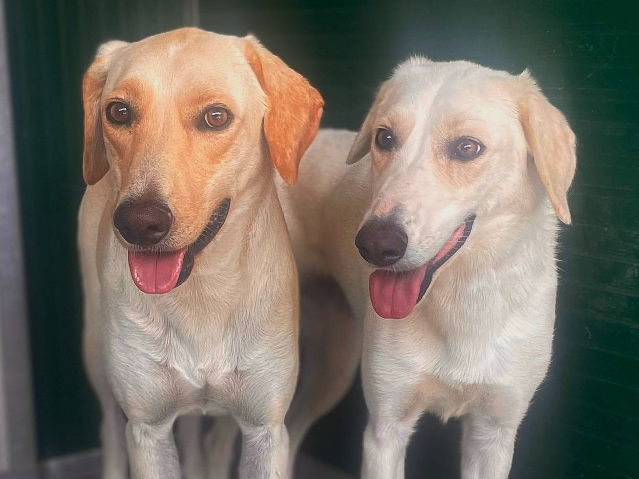 Adotta il cane Daisy a Torino