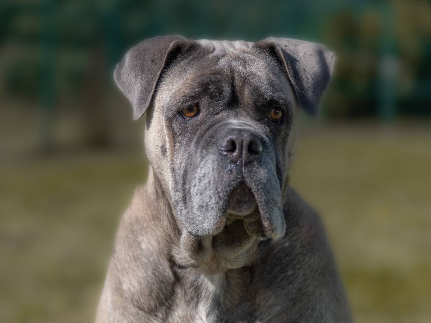 Adozione cane, femmina, Corso Bulldog Inglese, 6 anni  e 9 mesi , taglia media, Torino