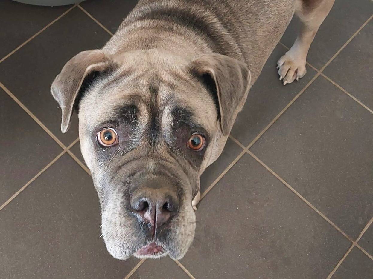 Adotta un cane, femmina, 6 anni  e 9 mesi , Torino