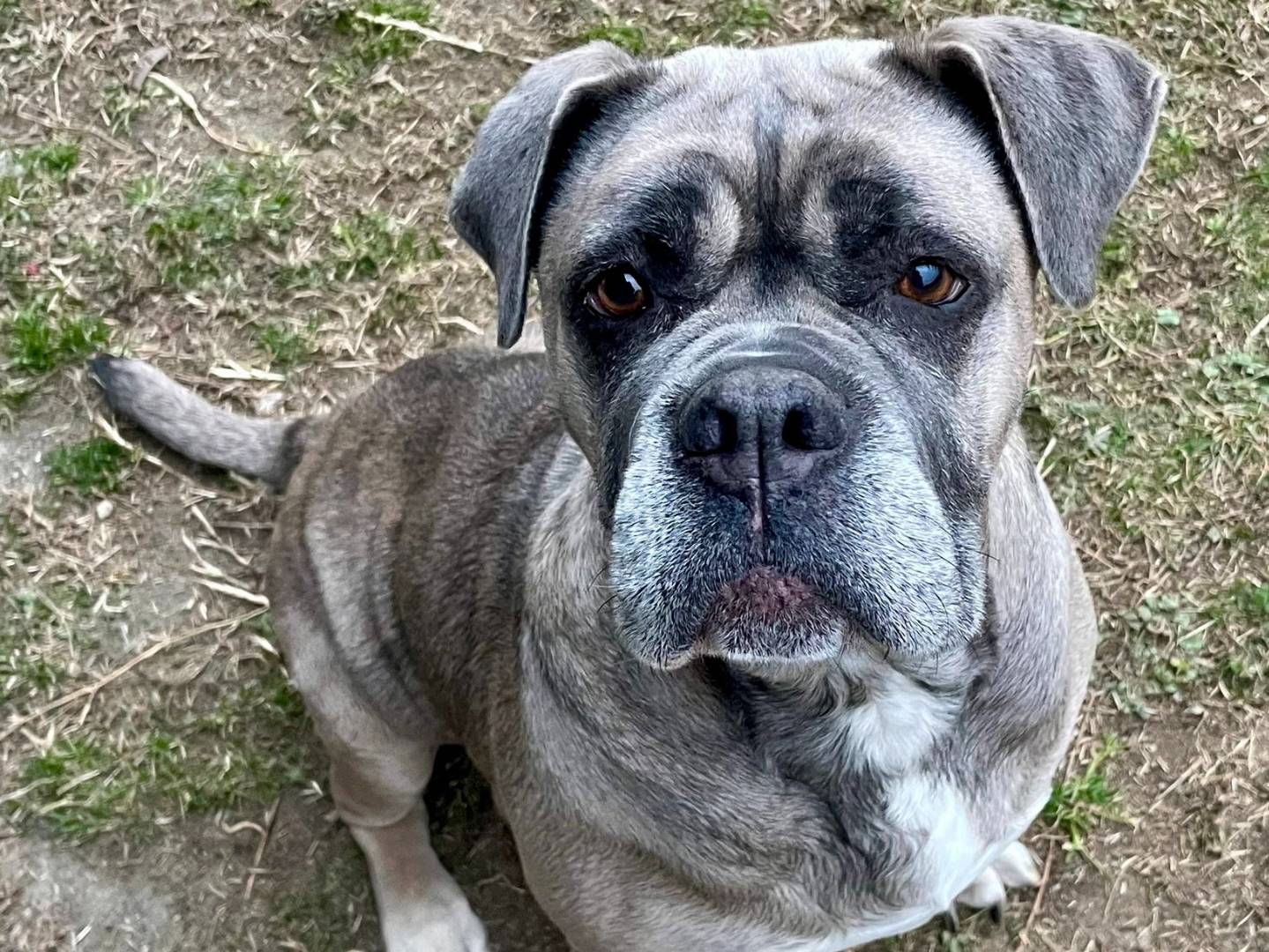 Vuoi adottare un cane a Torino?