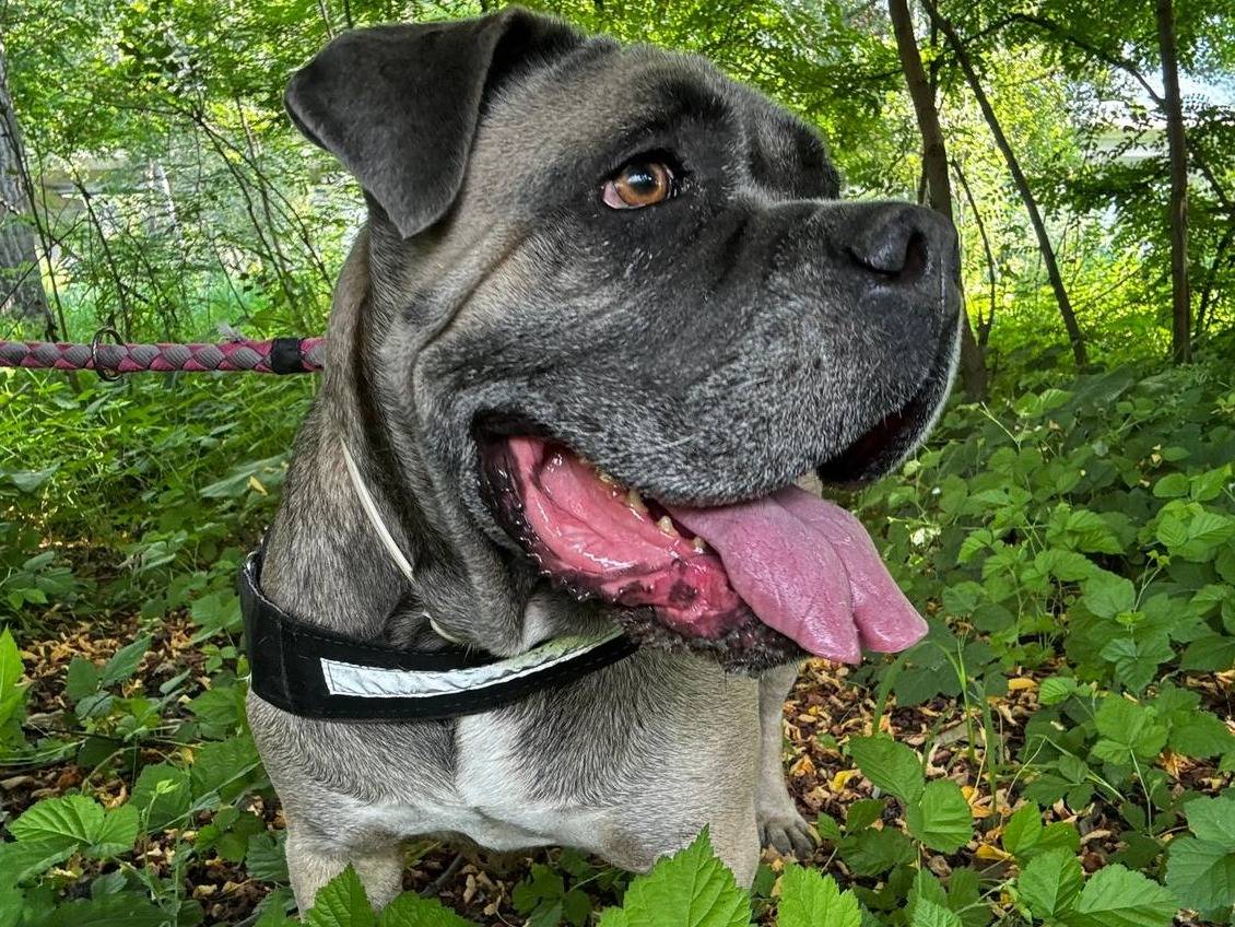 Adotta il cane Sasha a Torino