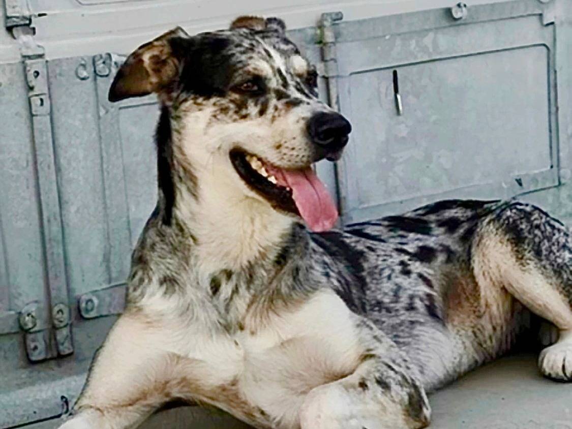 Adotta un cane, maschio, 2 anni  e 10 mesi , Torino