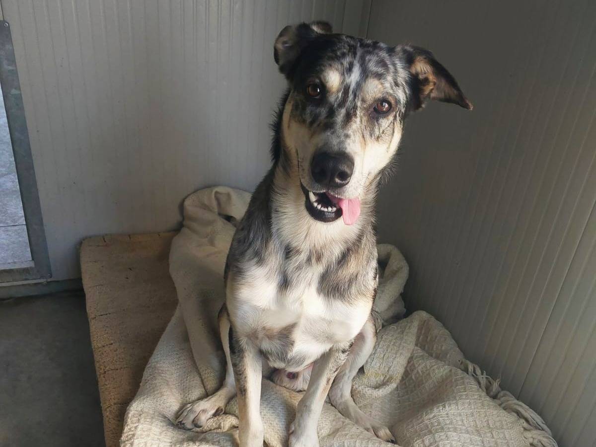 Vuoi adottare un cane a Torino?