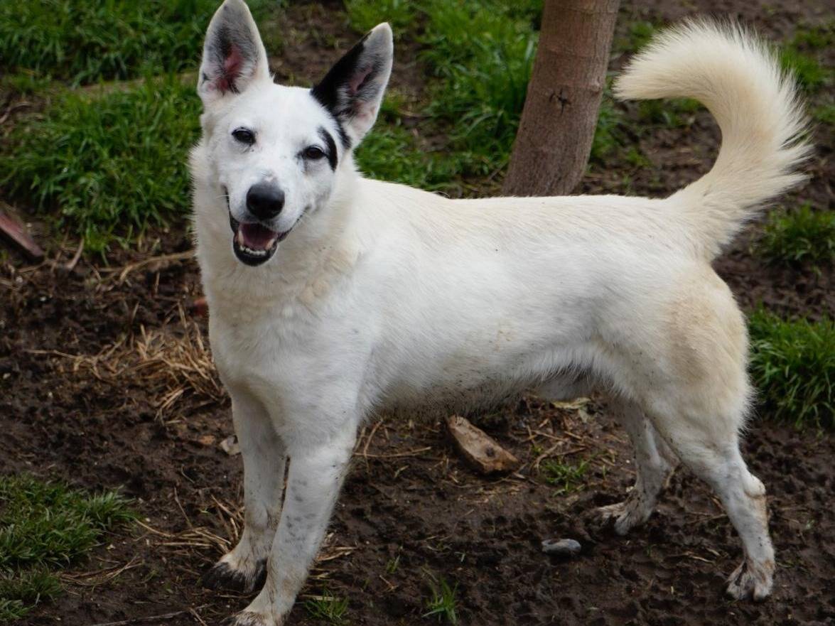 Adotta il cane Muffin a Milano