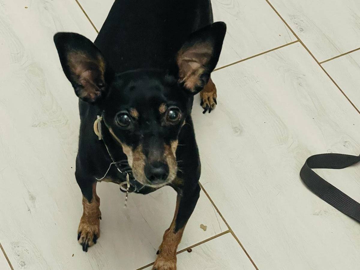 Adotta un cane, maschio, 12 anni  e 11 mesi , Bari