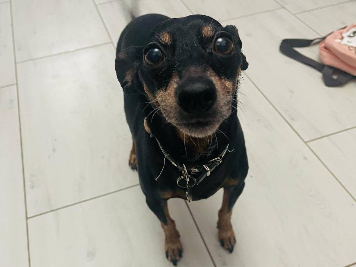 Adotta il cane Simba a Bari