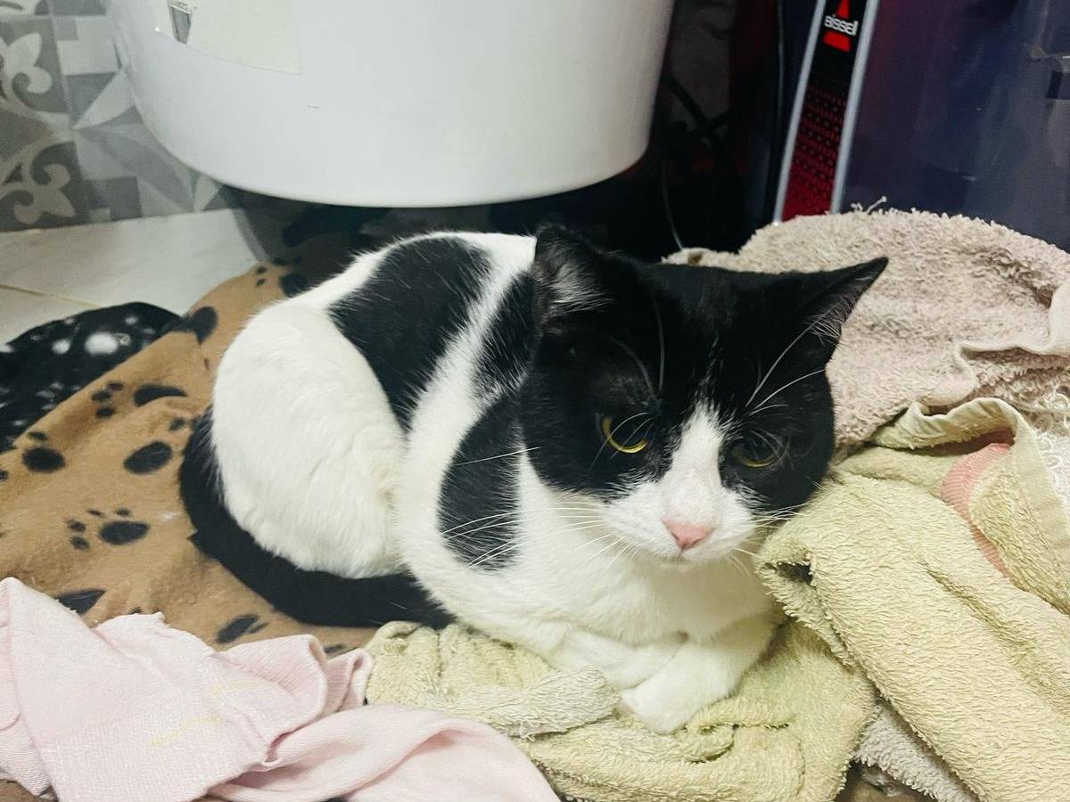 Adotta un gatto, maschio, 9 mesi, Bari