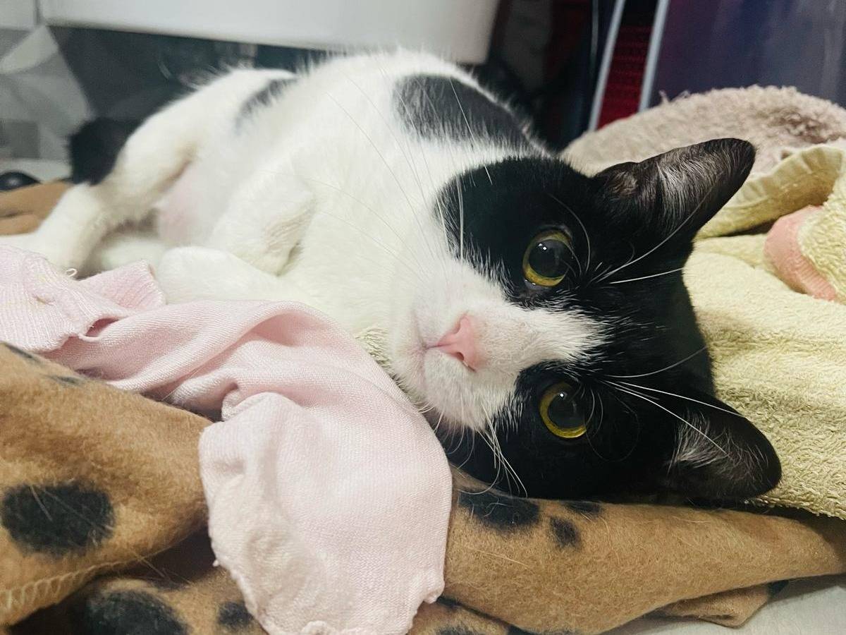Adotta un gatto, taglia non valida, maschio, Bari
