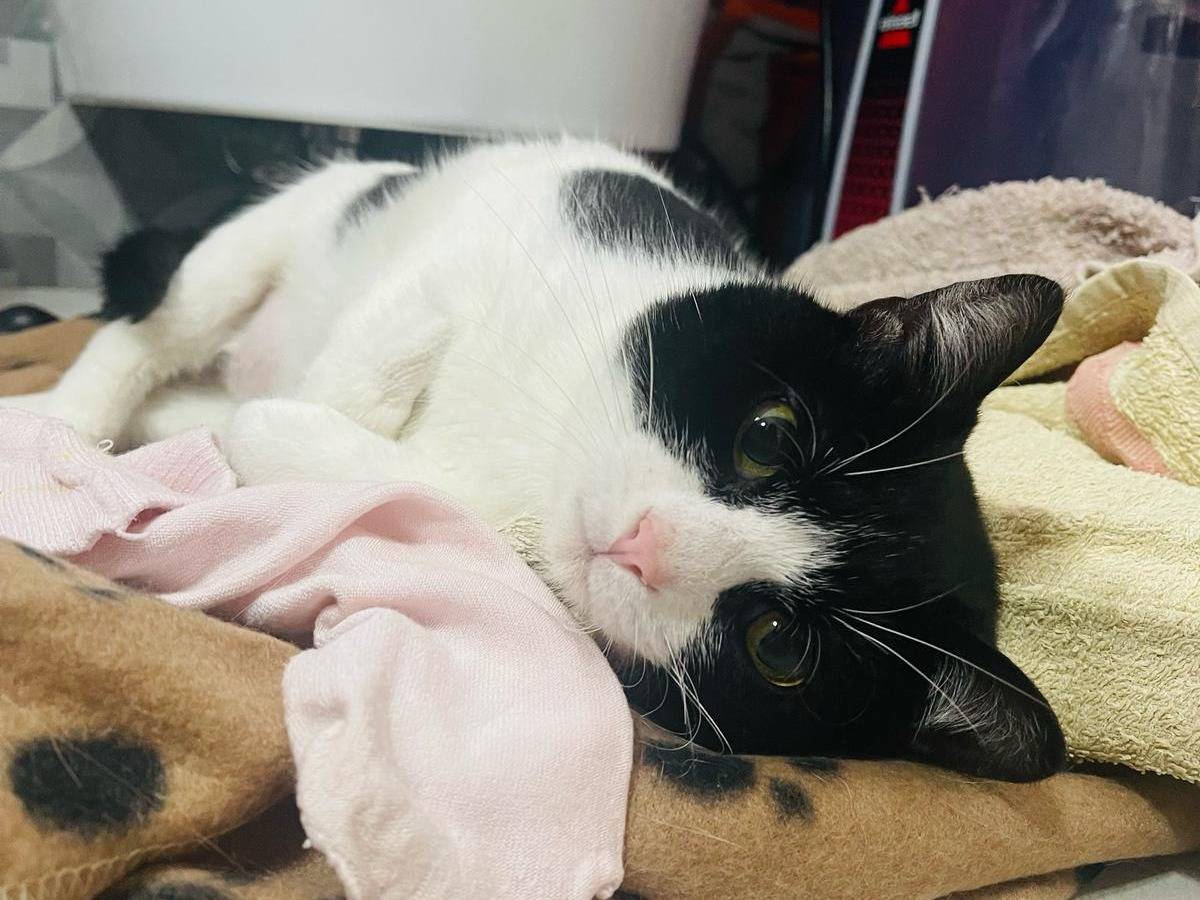 Vuoi adottare un gatto a Bari?