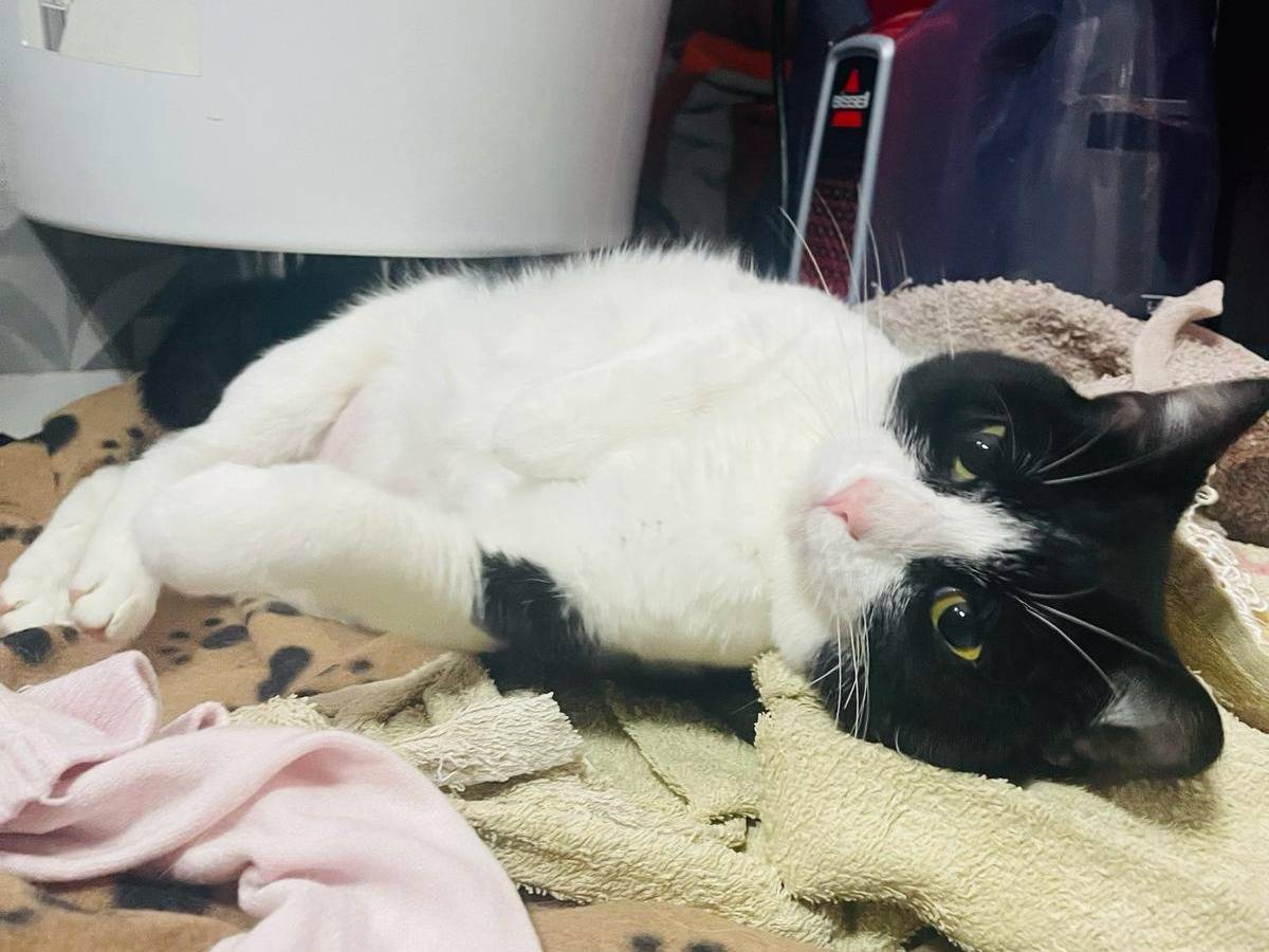 Adotta il gatto Benji a Bari