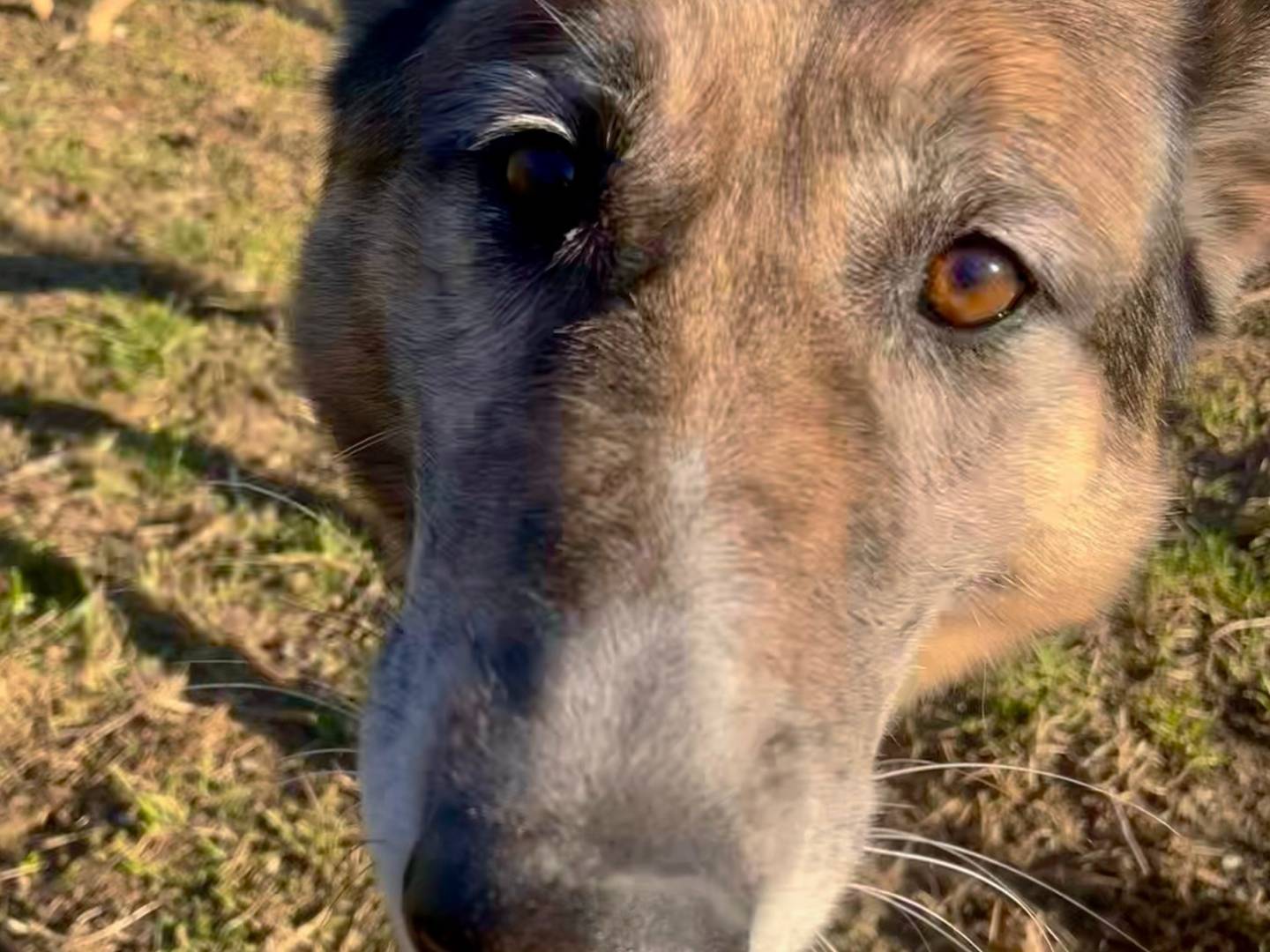 Adotta un cane, maschio, 4 anni  e 11 mesi , Torino