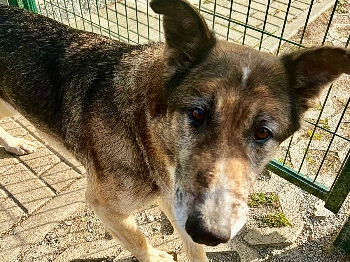 Adotta un cane, taglia grande, maschio, Torino