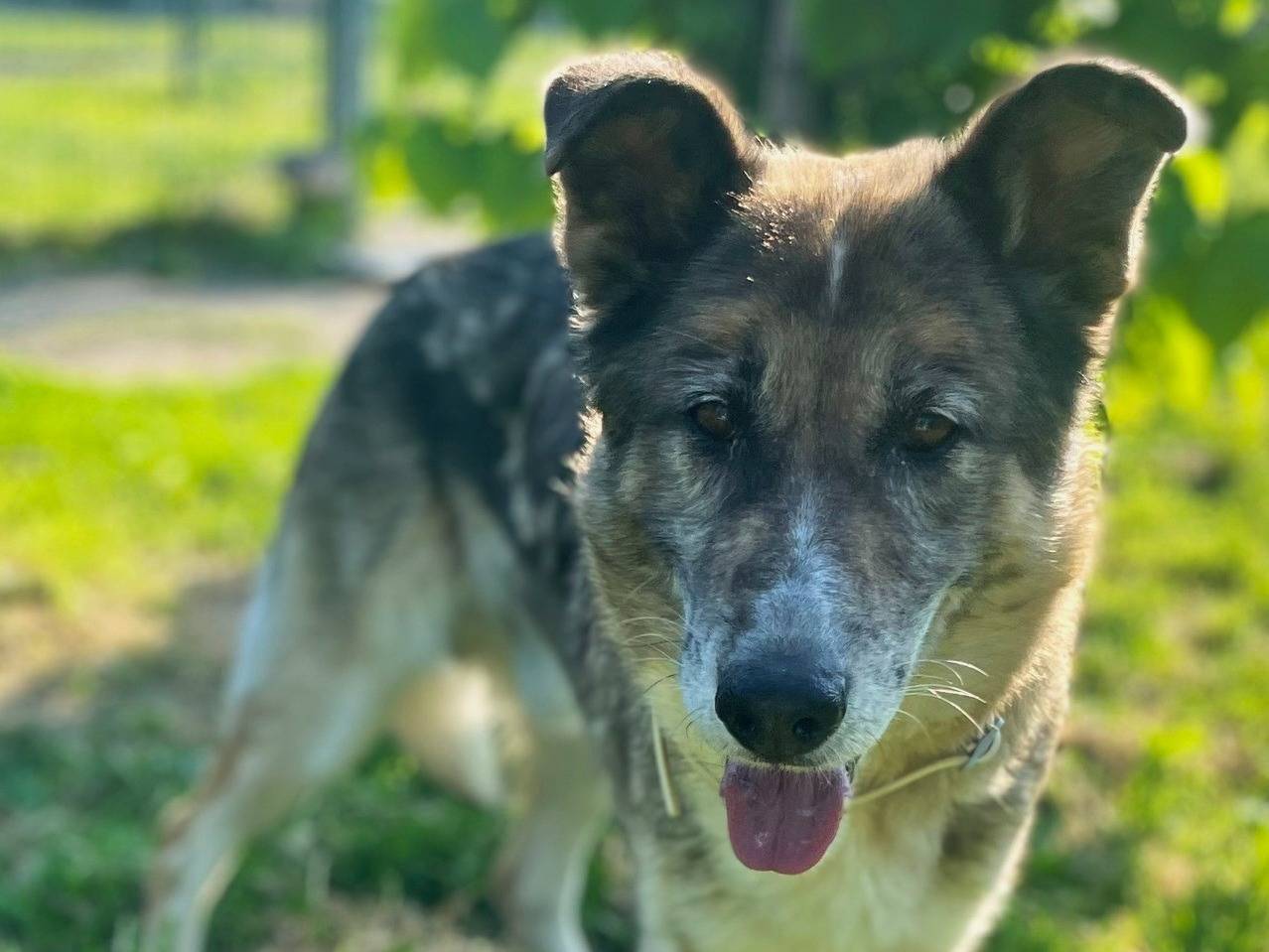 Vuoi adottare un cane a Torino?