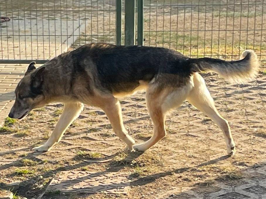 Adotta il cane Kiss a Torino