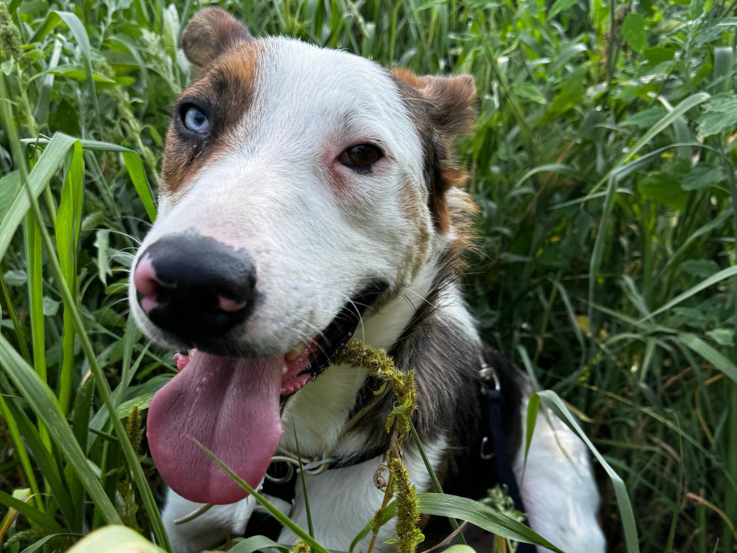 Adotta un cane, maschio, 1 anno e 11 mesi , Torino