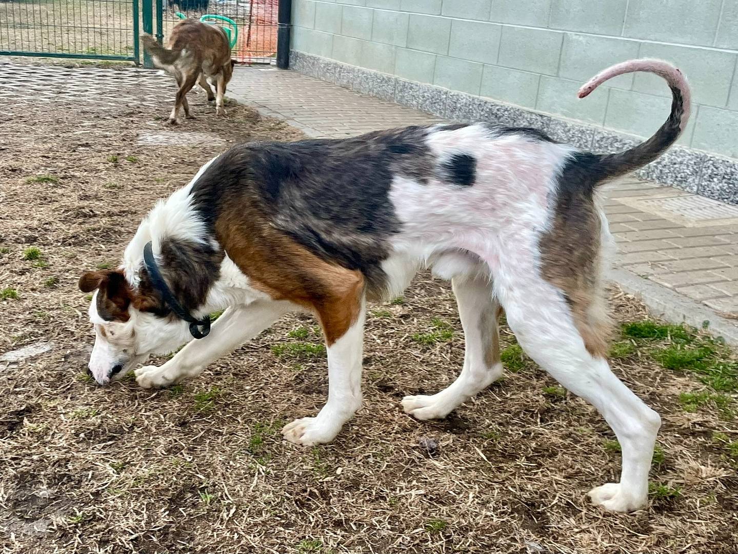 Adotta un cane, taglia media, maschio, Torino