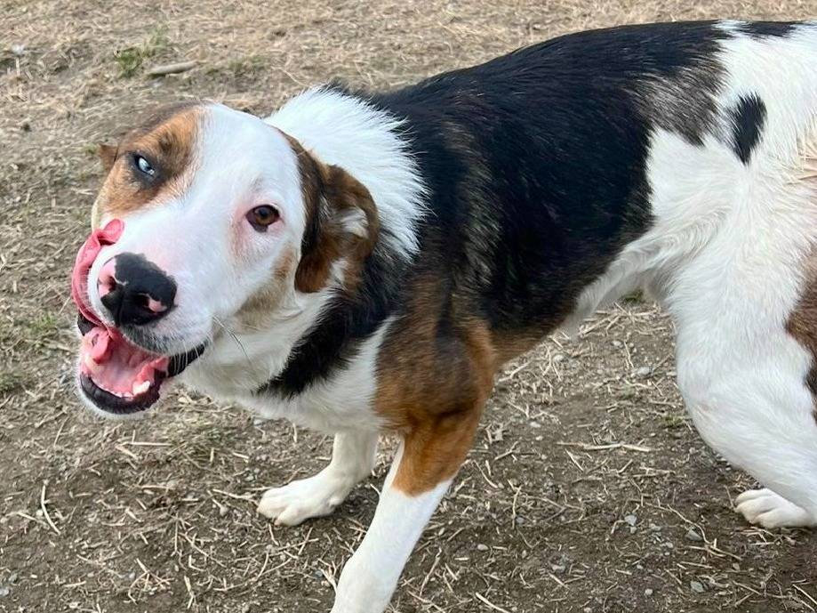 Vuoi adottare un cane a Torino?